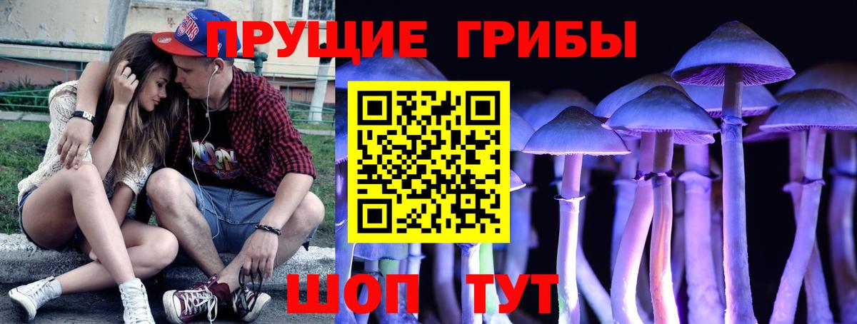 Псилоцибиновые грибы Psilocybine cubensis  как найти   Вход с VPN  Донской  Псилоцибиновые грибы прущие грибы 
